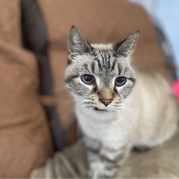 Meet your Posher, Harper - Picture 6 of 14